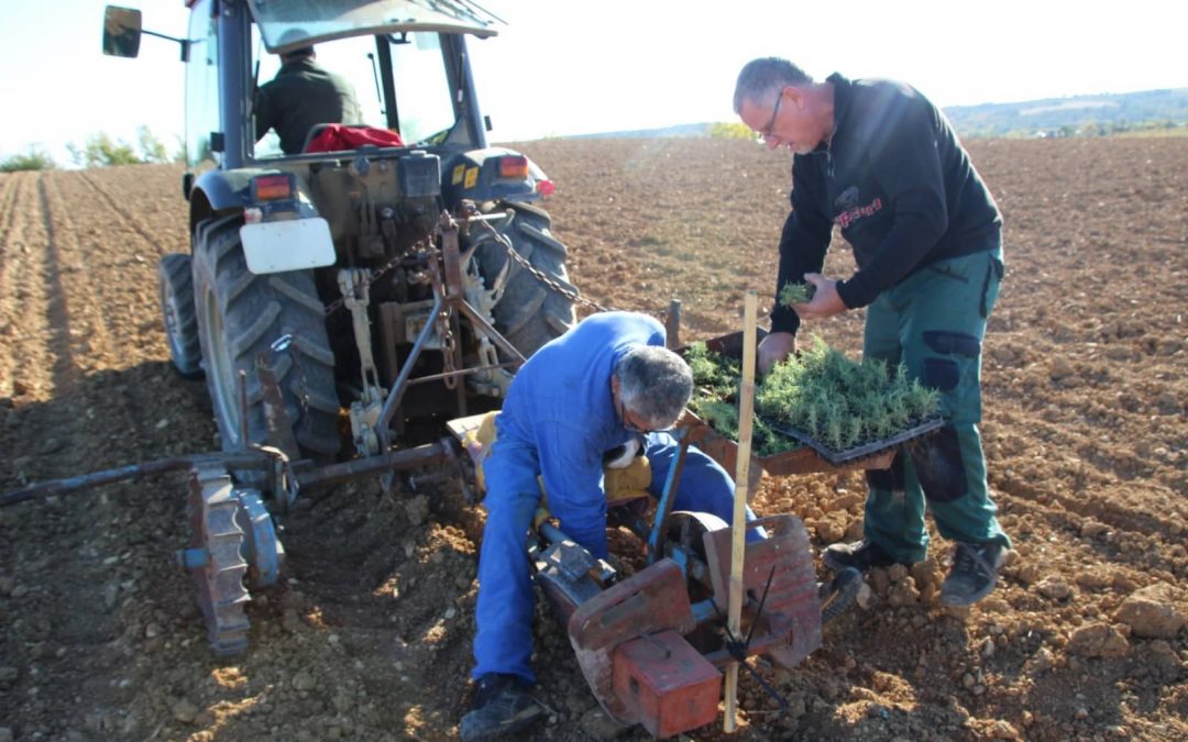 FONS OUTRE-GARDON | DU ROmARIN PLANté au domaine des Couderousses