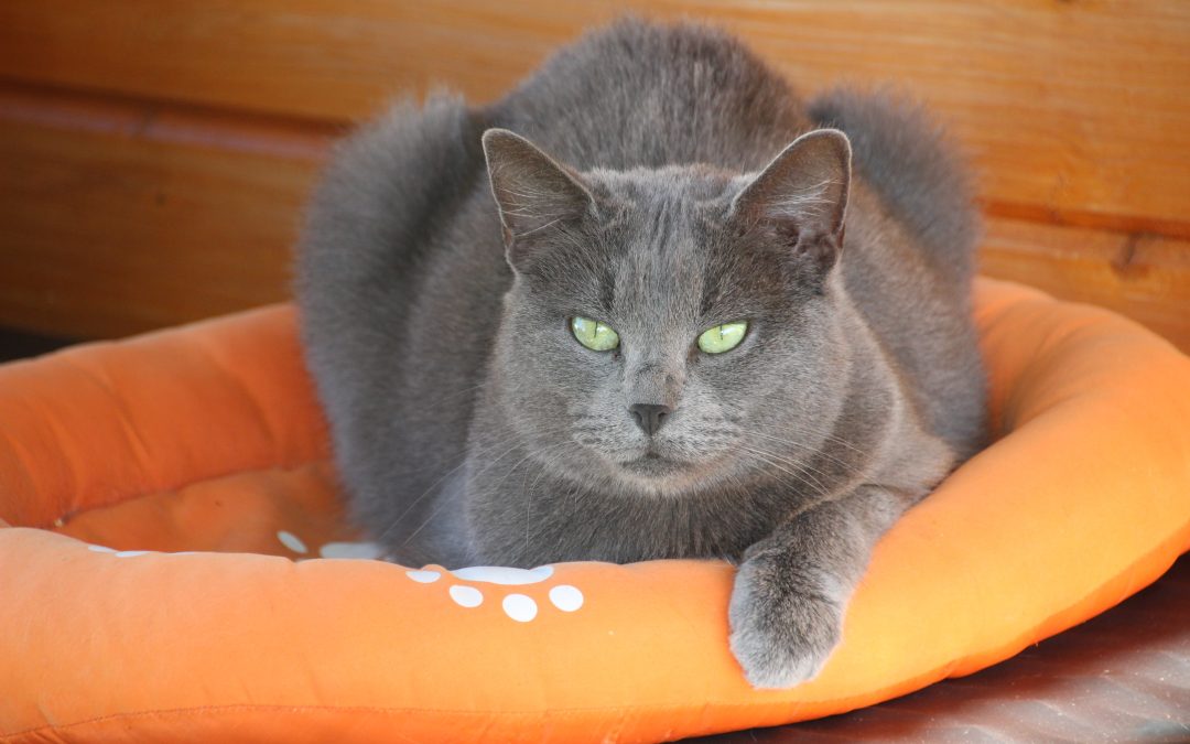 FONS OUTRE-GARDON | LA SEMAINE DU CHAT aux anges d&rsquo;ashley