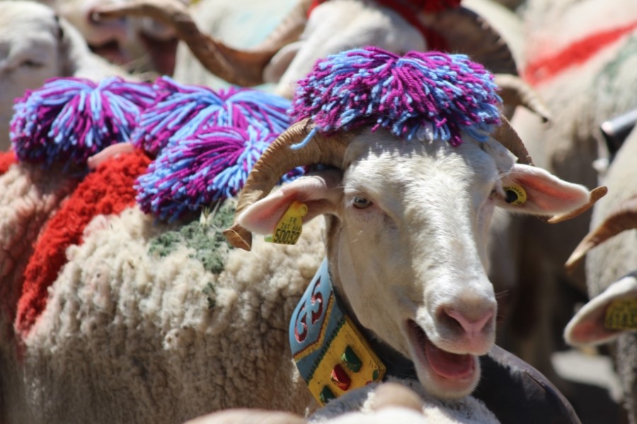 Transhumance | À pattes vers Les Cévennes