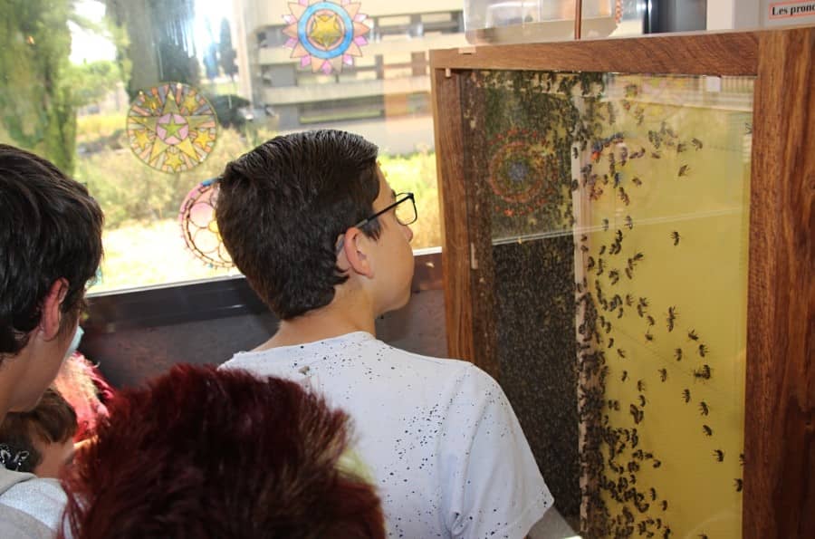 Saint-Geniès de Malgoires | Des abeilles sont rentrées au collège