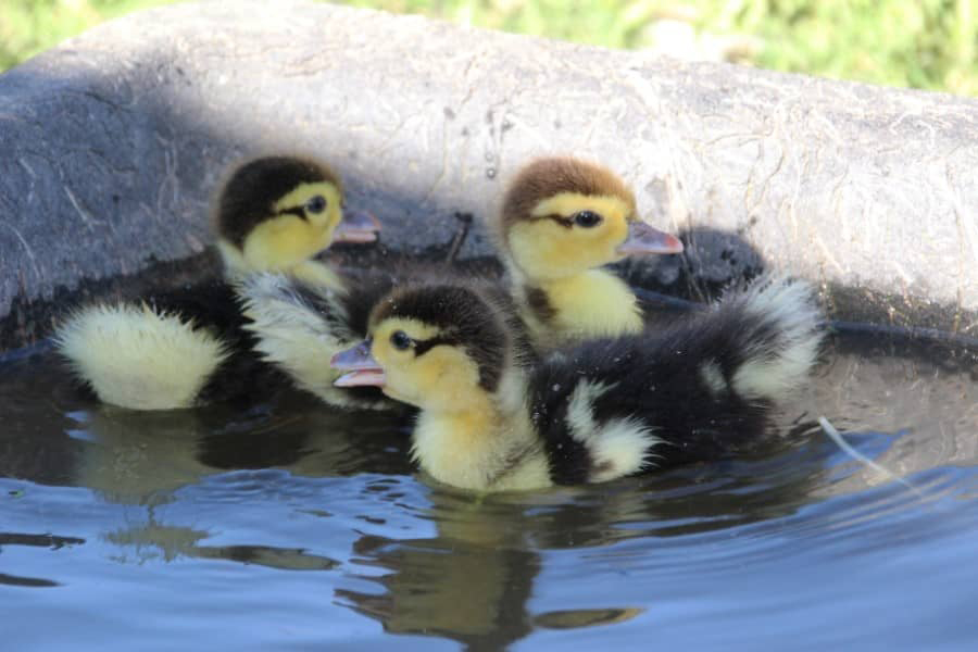 PARIGNARGUES | Le poulailler de Claude Le Bienheureux