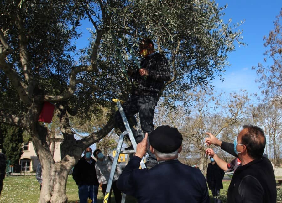La Calmette | Les conseils de Promolive pour tailler l&rsquo;olivier