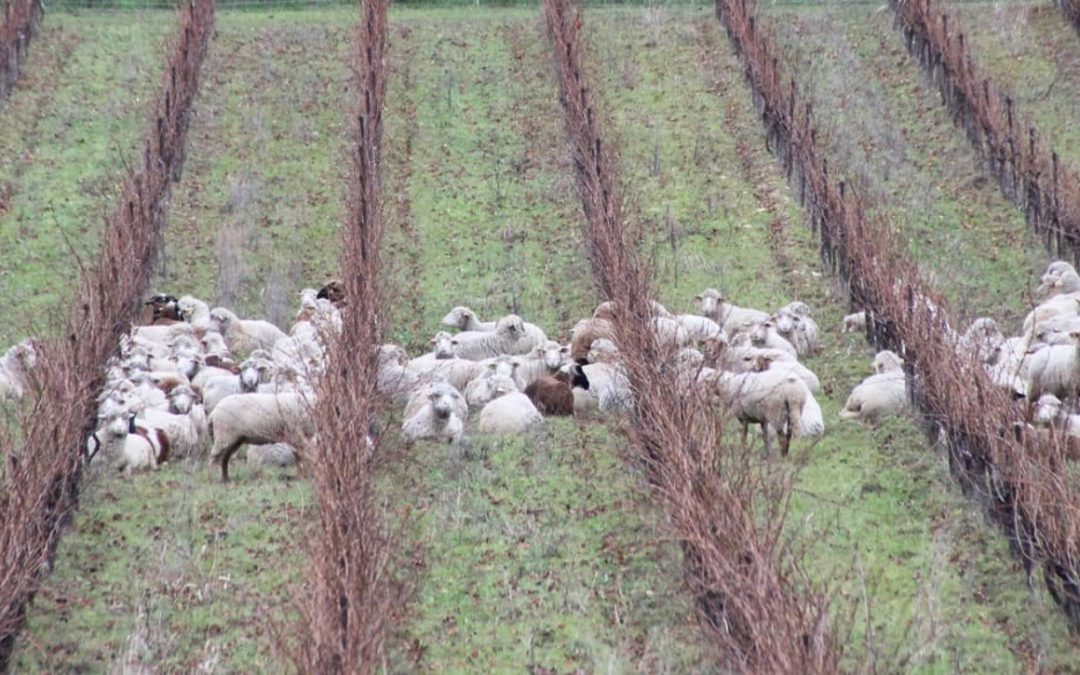 SAINT-BAUZéLY | Des troupeaux dans les vignes